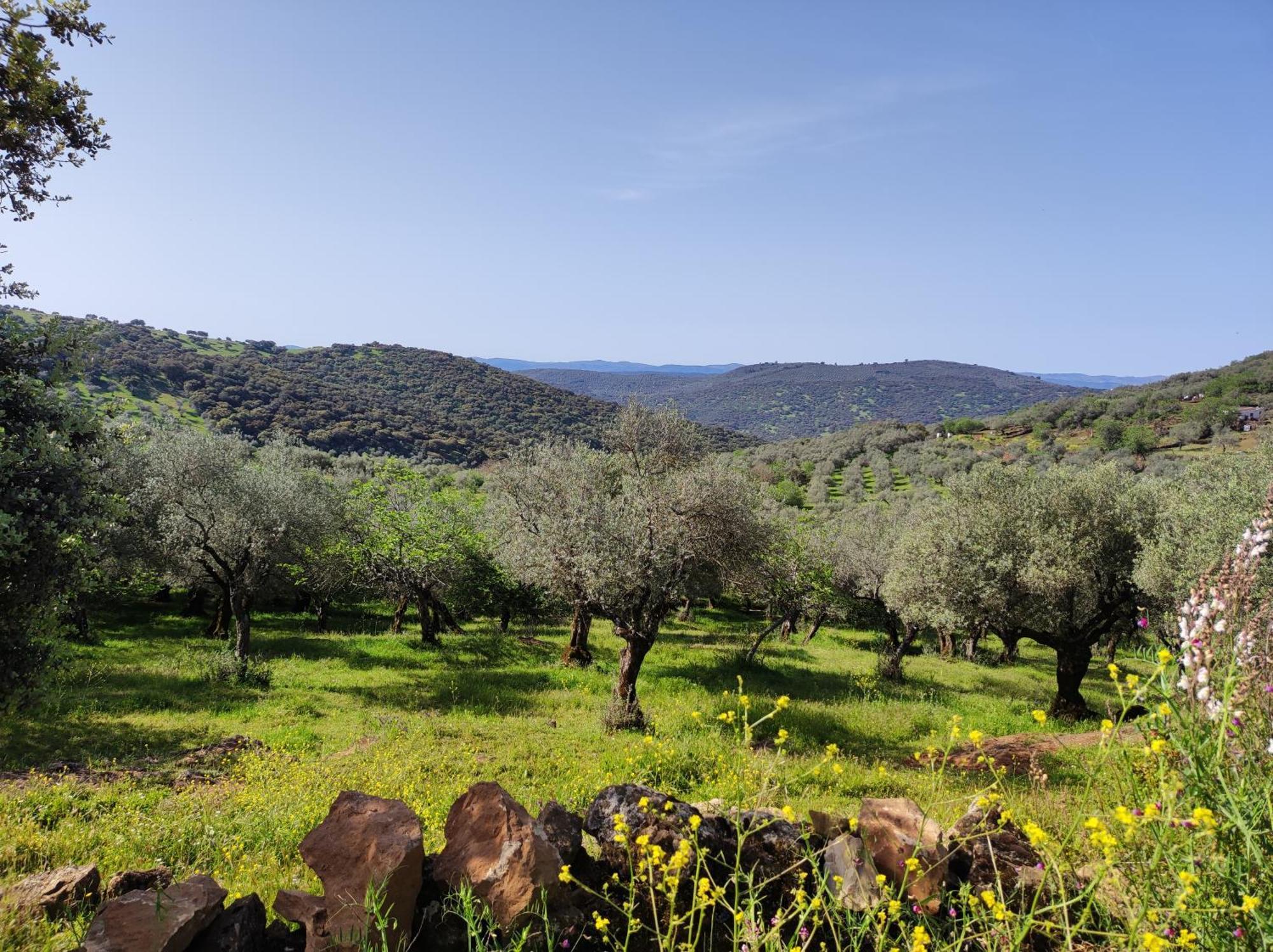 La Martela De Fuentes Casa De Diseno Rural Βίλα Fuentes de León Εξωτερικό φωτογραφία
